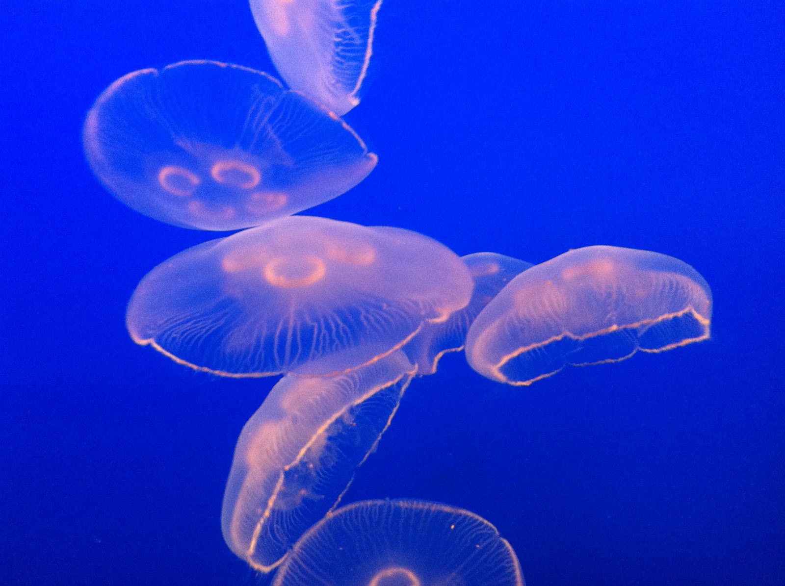Forsake Moon Jellyfish