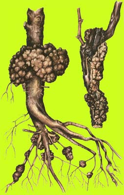Плодовый корень. Agrobacterium tumefaciens на винограде. Наросты на корнях плодовых деревьев.