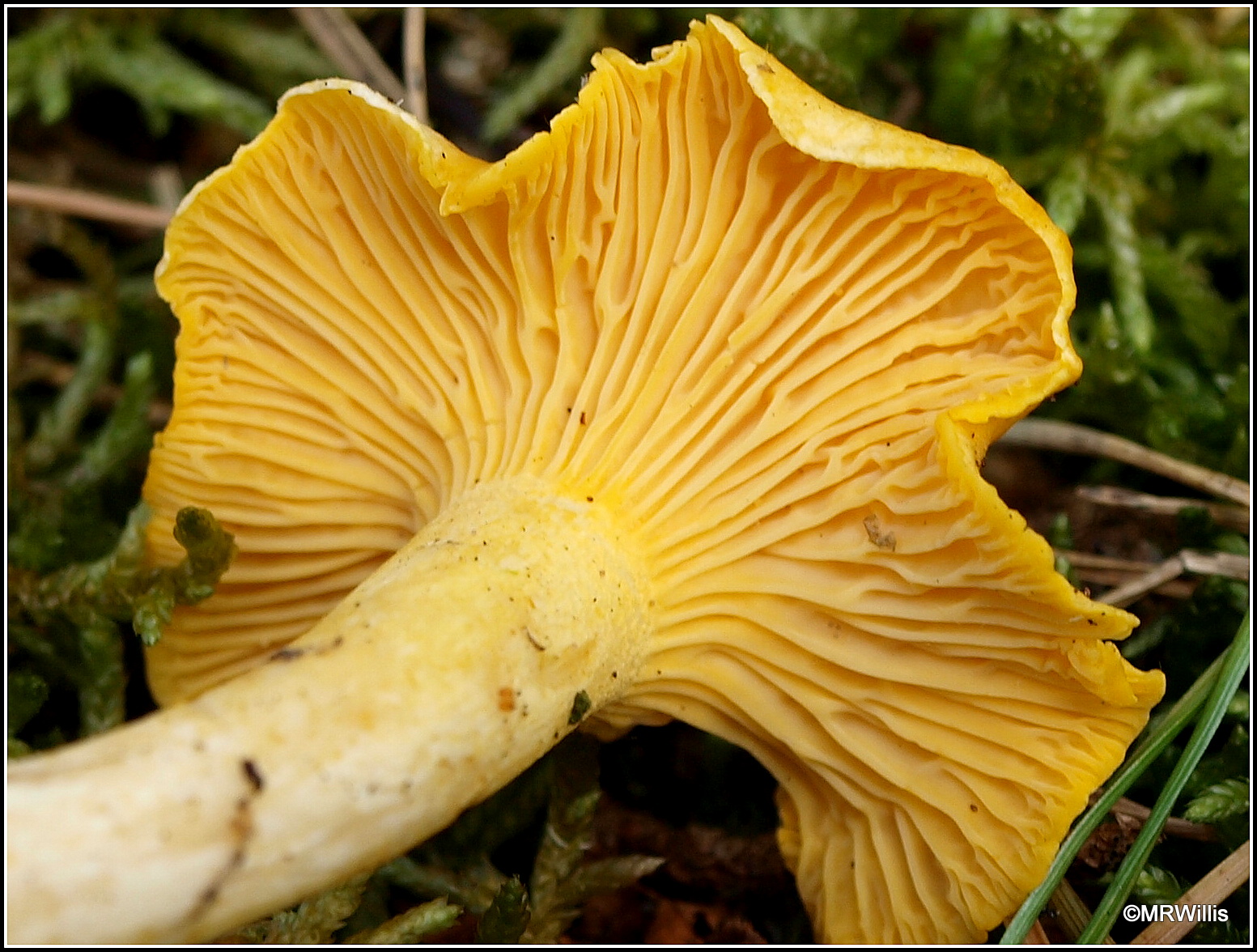 Mark's Veg Plot Chanterelles