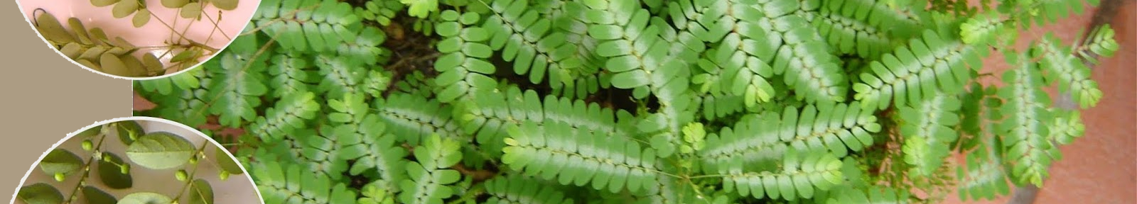 Cola de caballo remedios caseros