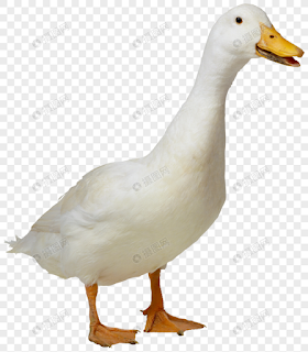 562