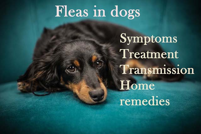 fleas in dogs