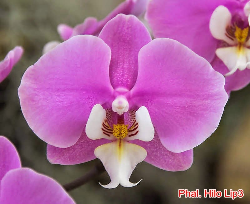 Lan hồ điệp - Phalaenopsis Hilo Lip