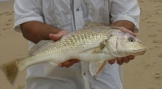 Corvina Rubia 