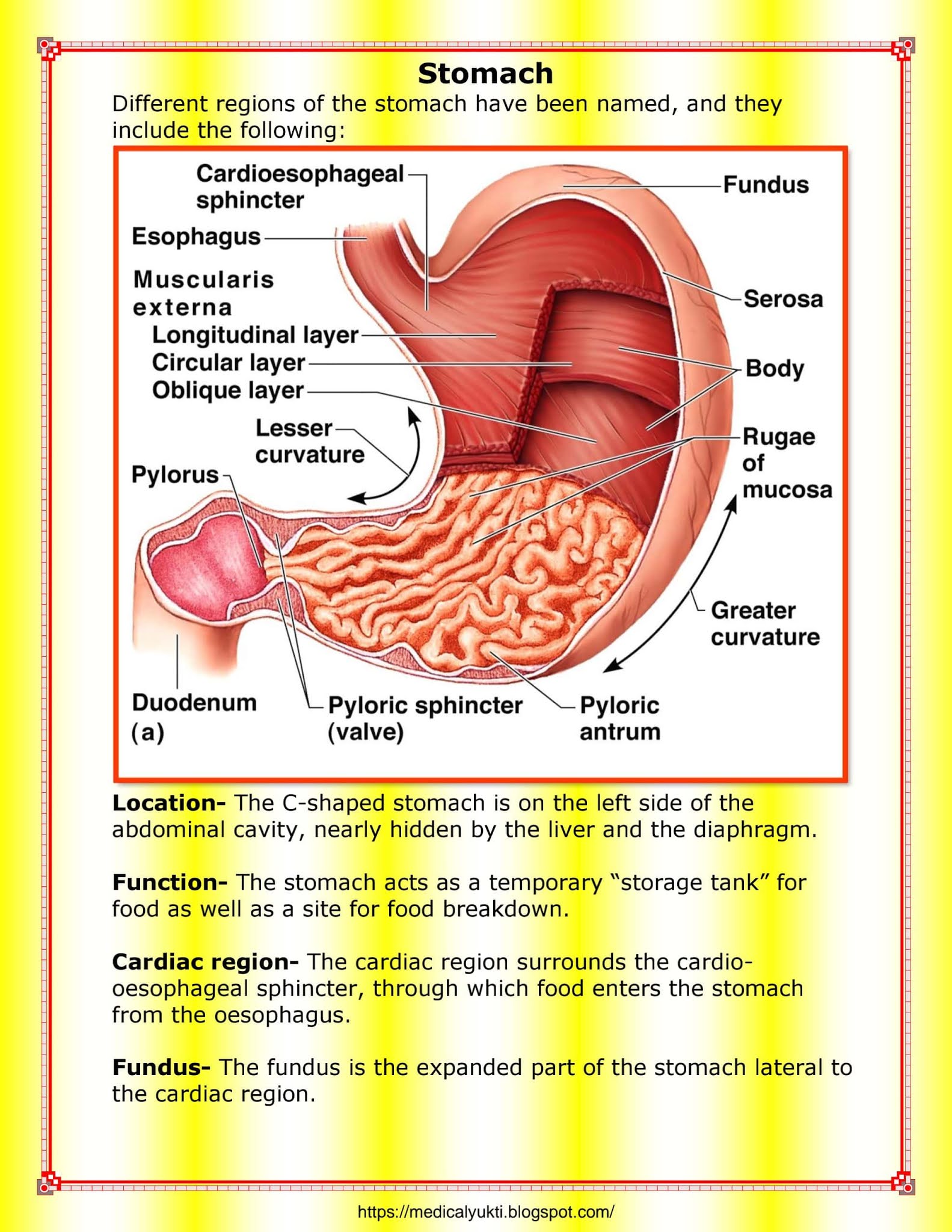 Digestive System Anatomy Physiology - Medical Yukti