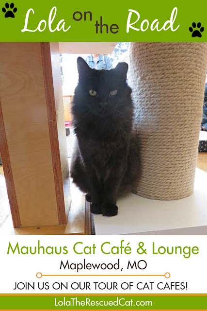 Mauhaus|Cat Café