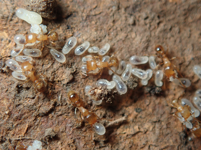 Tetramorium caespitum Tetramorium caespitum