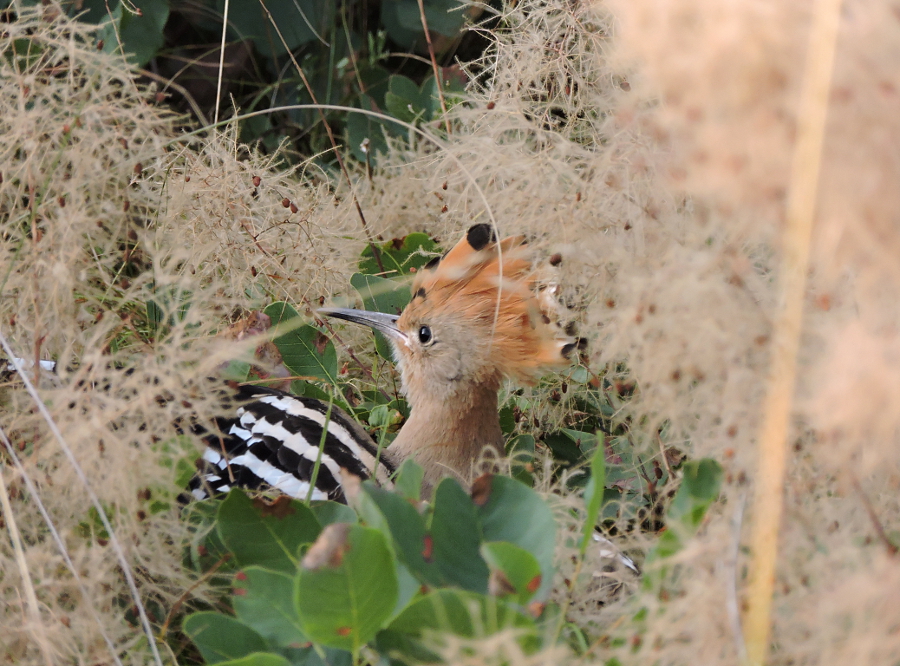 Carniolicum - birding & wildlife in Slovenia; the blog of WildSlovenia