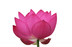 Red Lotus in Hindi