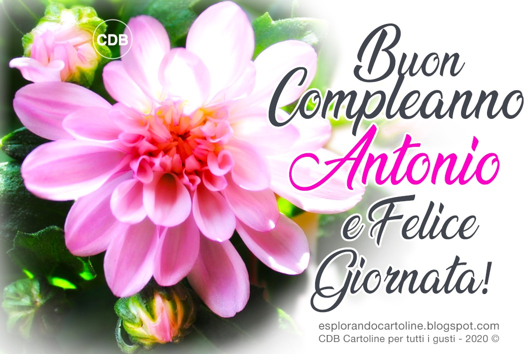 Cartoline per tutti i gusti 12 CARTOLINE con il nome ANTONIO 🌼🌸🌺 da copiare e incollare. Auguri