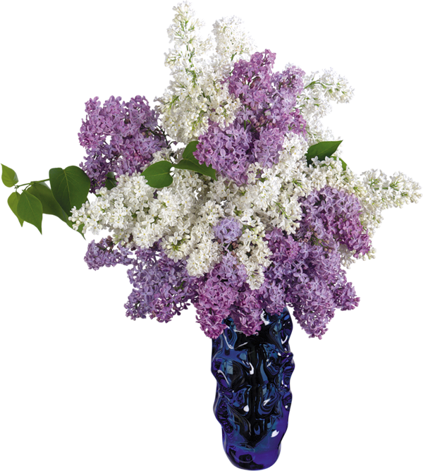 lilac in vases