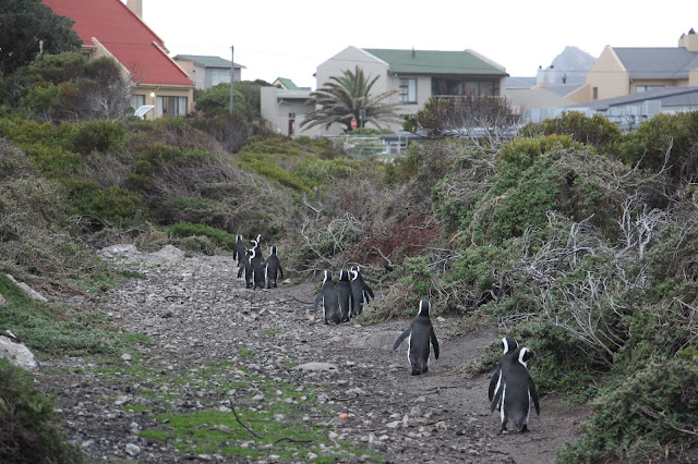 VER PINGUINS e BALEIAS na África do Sul - Se as baleias se escondem, exibem-se os pinguins | África do Sul