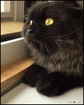Funny Cat GIF • Funny black cat chattering hard at birds outside through the window ekekekekek! Funny Cat GIF • Funny black cat chattering hard at birds outside through the window ekekekekek!