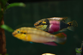 Pelvicachromis subocellatus / Moanda