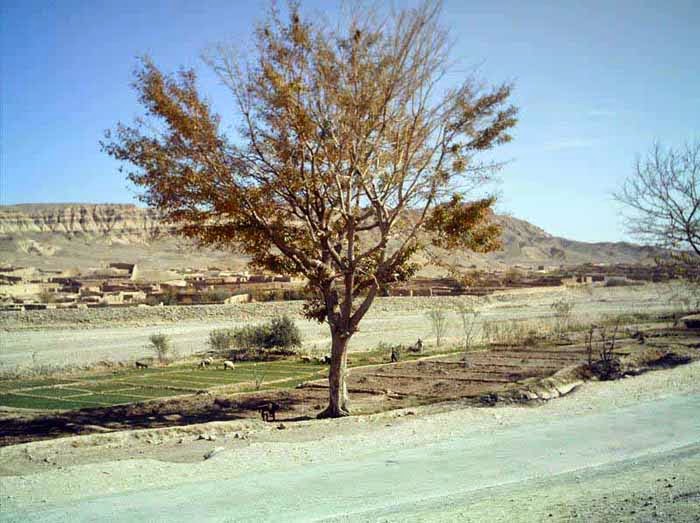 Pishin Valley 4 Good Host