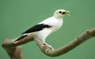 25+ Suara burung jalak putih gacor full isian terupdate