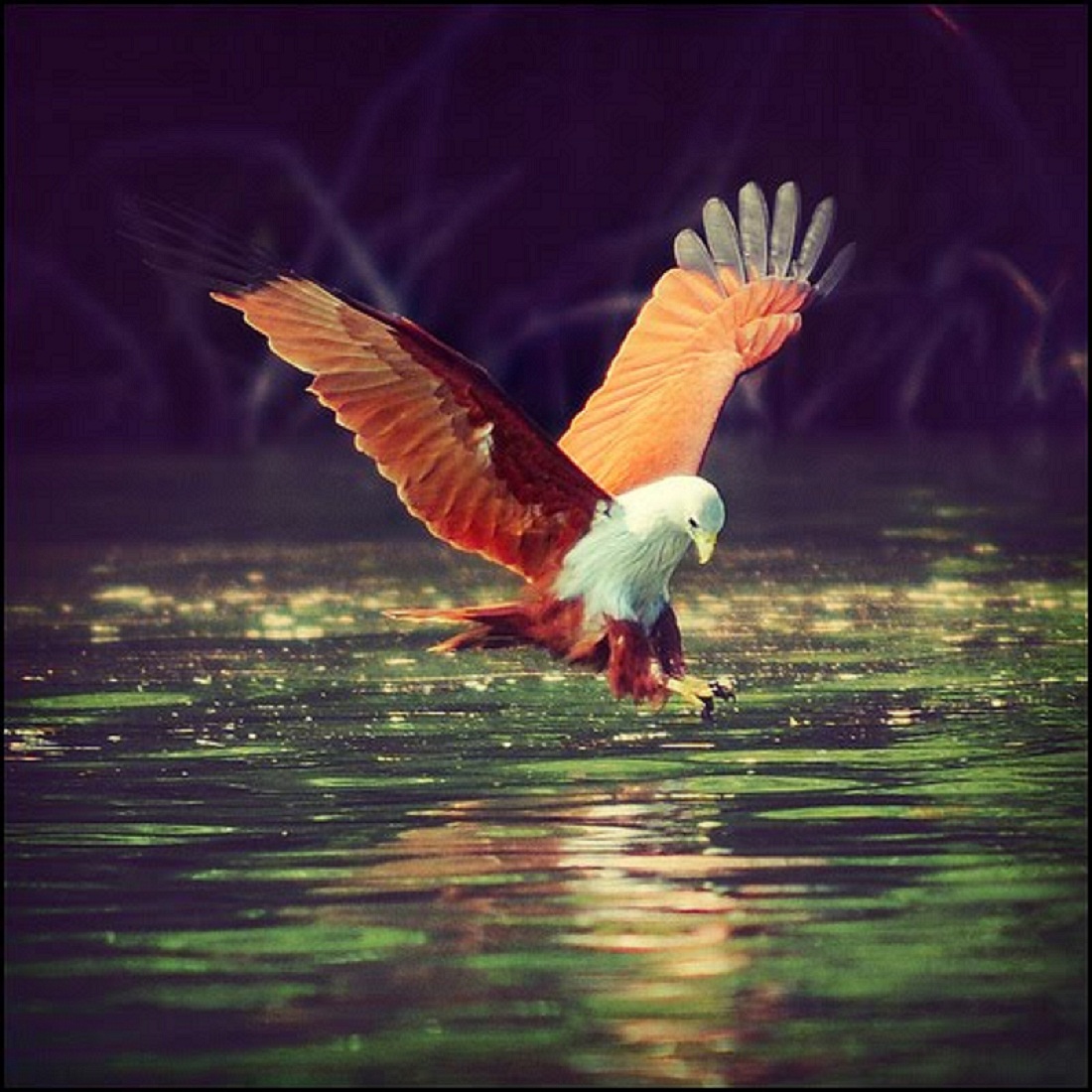 Red Eagle's Blog Introduction / Explanation