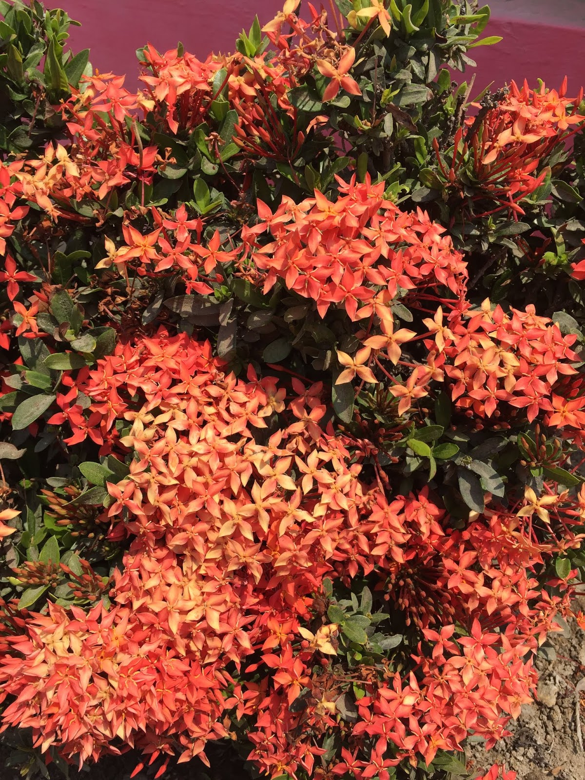 Gambar Bunga Asoka Merah