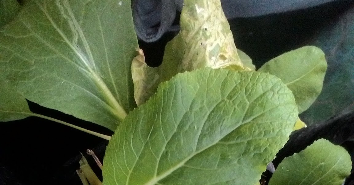 Tanaman Sawi Hijau Yang Memiliki Manfaat - Aku Ingin Tahu