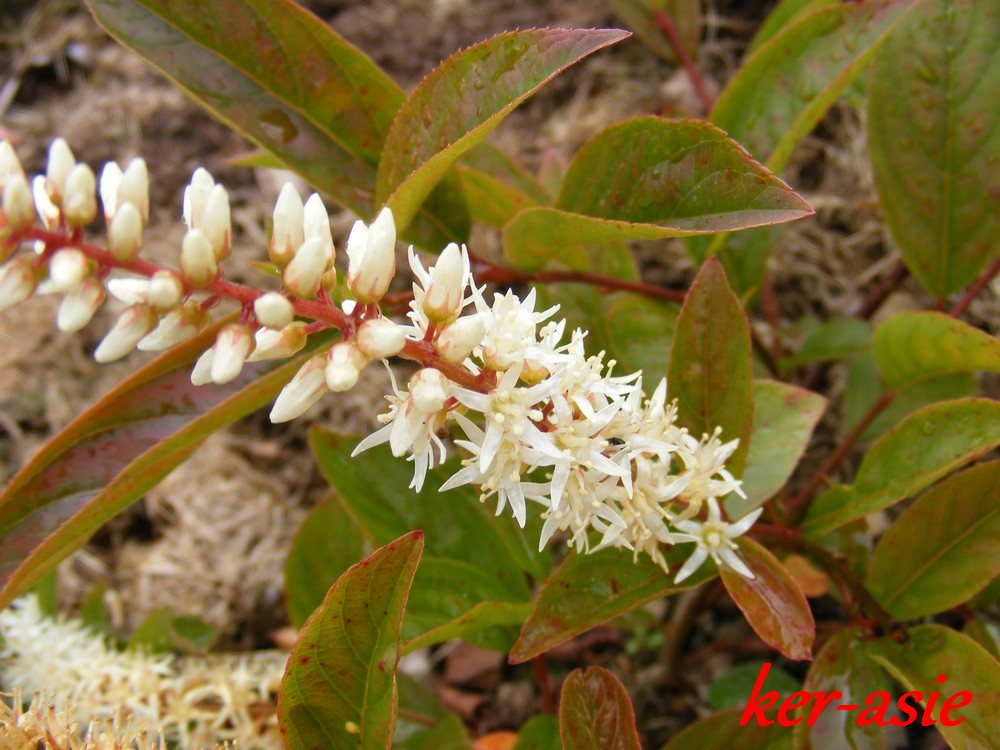 Var Formosa Stock Photos Var Formosa Stock Images Alamy