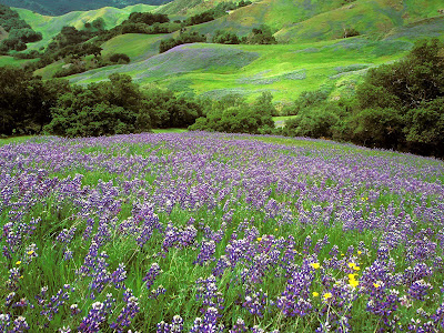 flores-silvestres-en-la-pradara-en-primavera