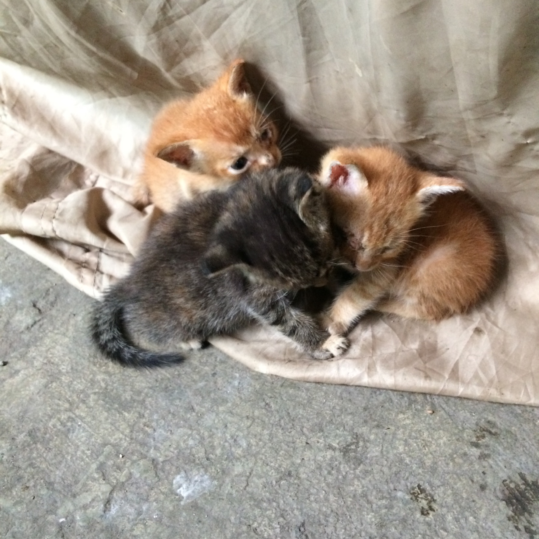 Anak Kucing Tidur