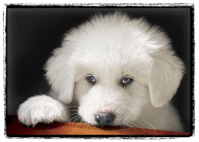 Simple Virtues Baby Luv