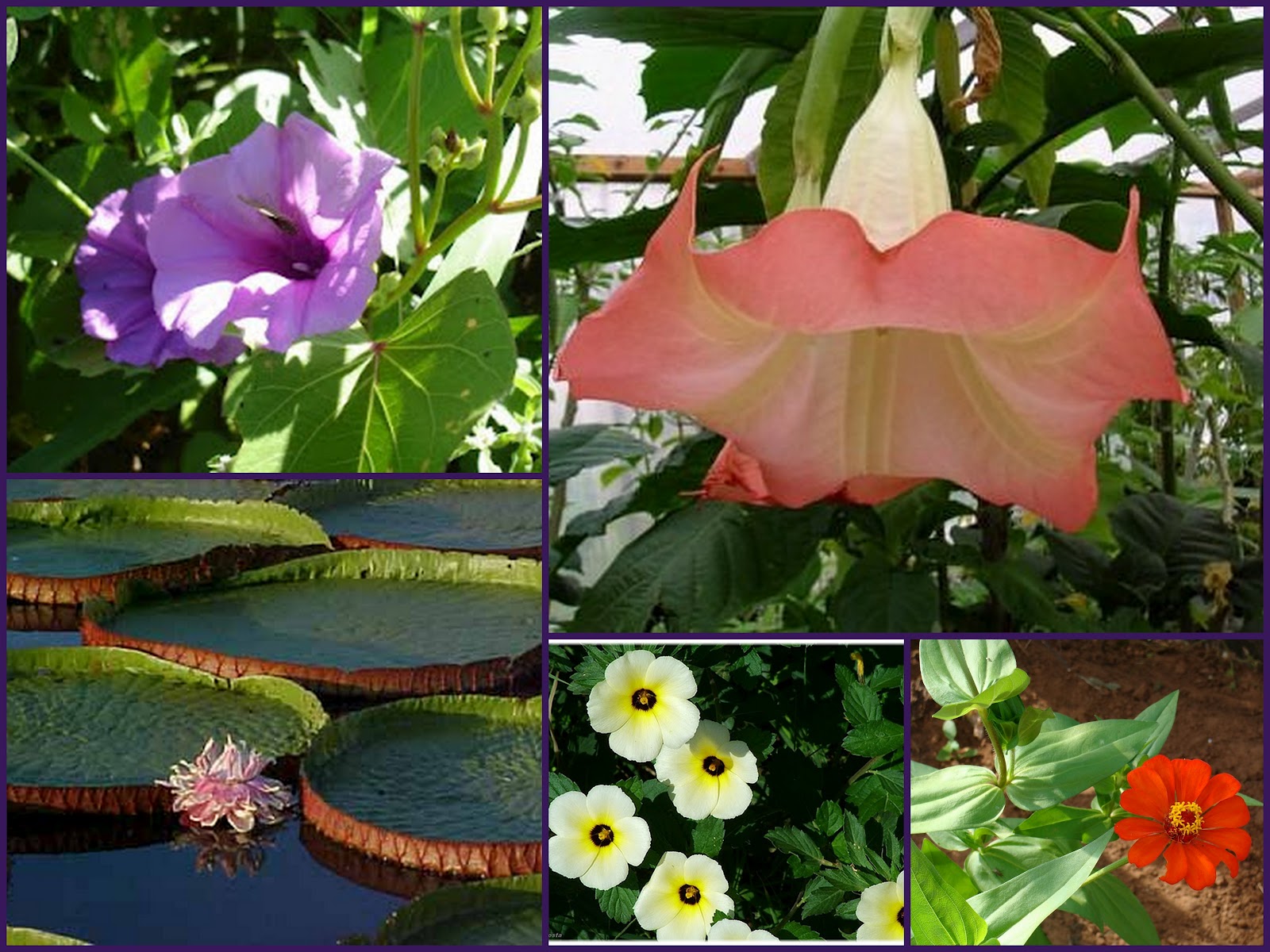 Flores da Amazônia Flores da Amazônia