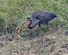 Purple Heron_2011