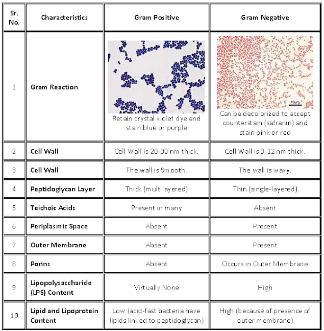 Difference between Gram Positive and Gram Negative Bacteria