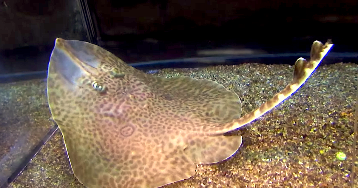 Aquarium Movies (Japan) archive 生きている魚図鑑 コモンカスベ Common Skete Okamejei