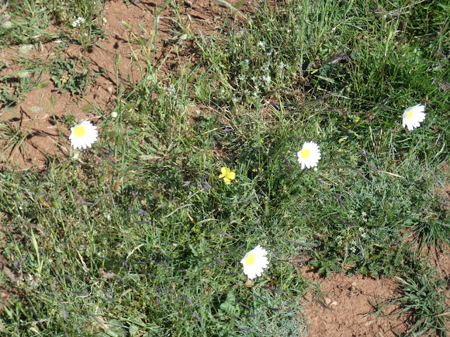 Non, ce ne sont pas des tournesols...