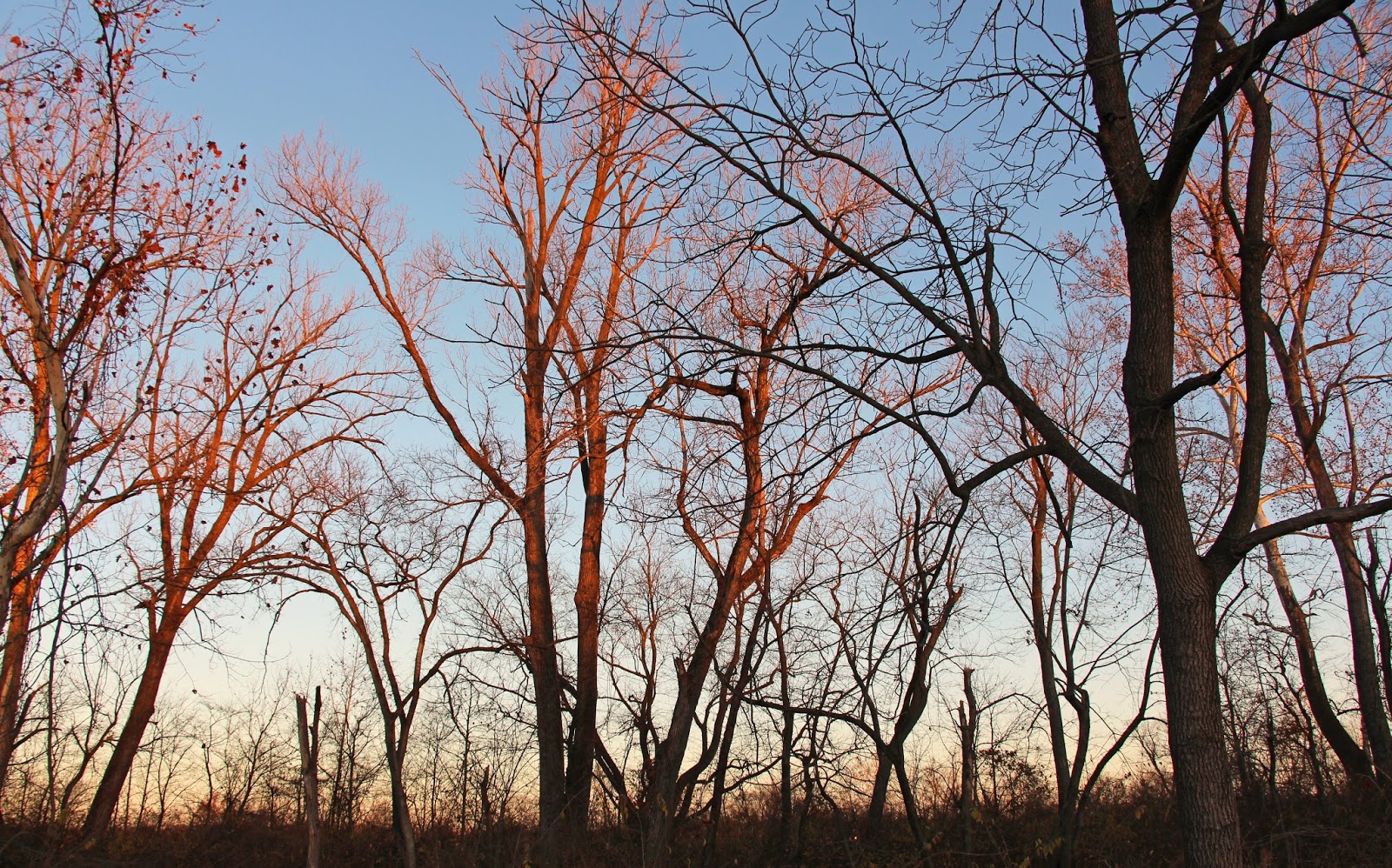 Out and About the Midwest Early Morning Visit to Legacy Park in