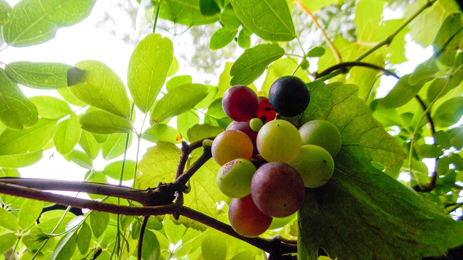 Uvas rojas maduras wallpapers