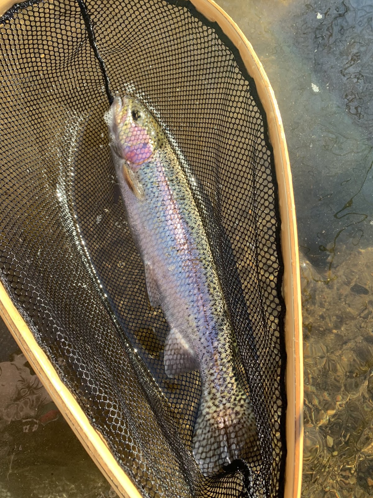 CT ANGLER : 3.27.2020 Trout Fishing Fairfield County River