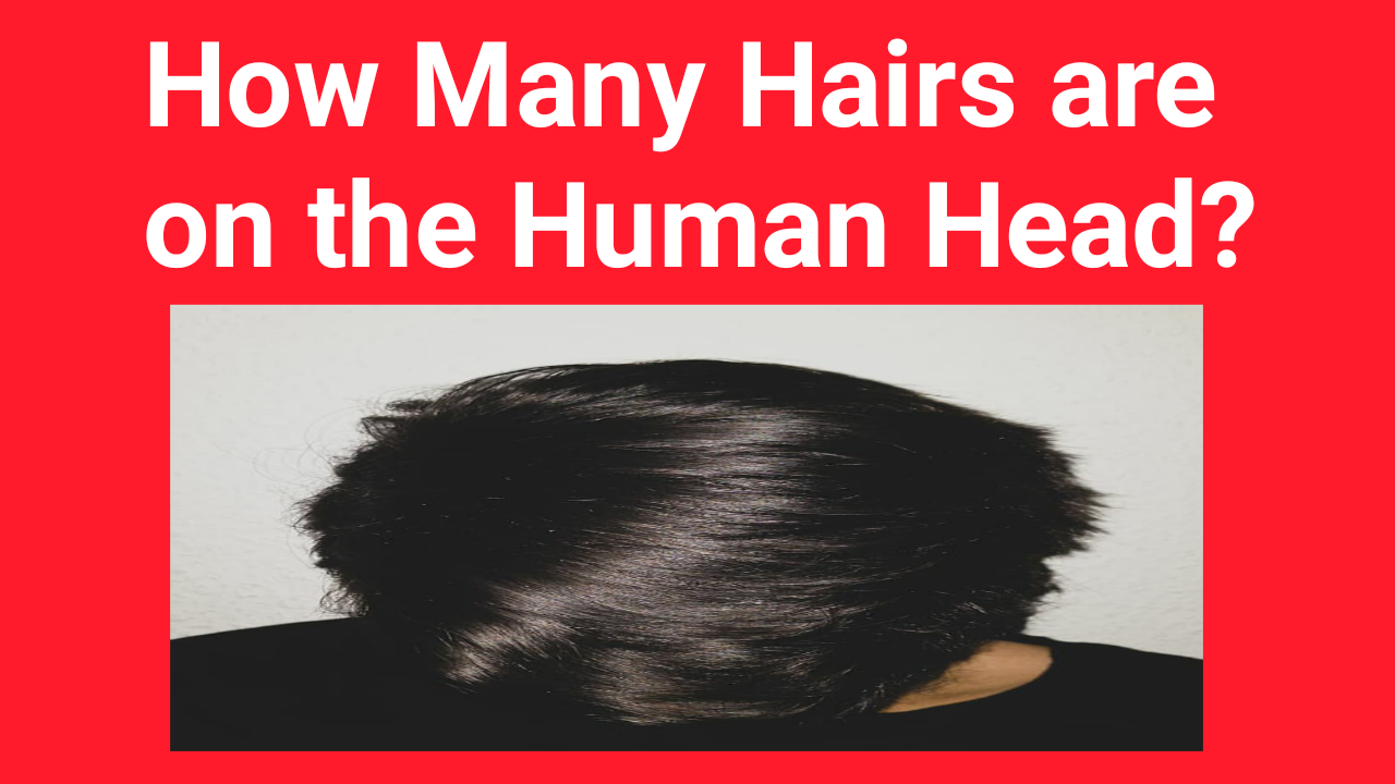 How Many Hairs are on the Human Head? ~ BZU SCIENCE