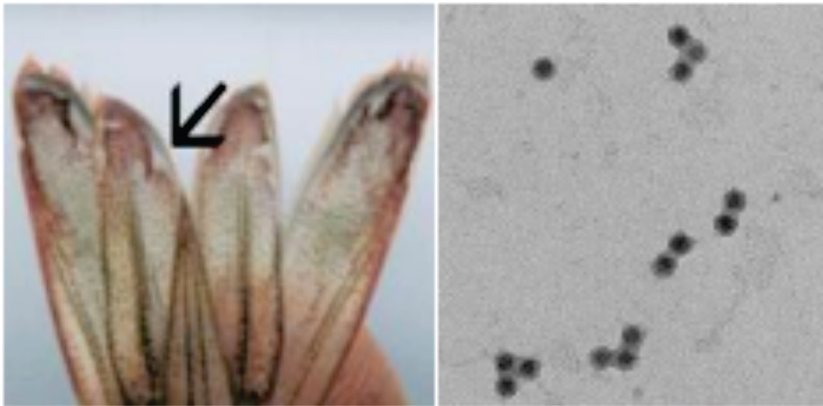 Penyakit Virus Pada Ikan Taura Syndrome Virus (TSV) Lalaukan