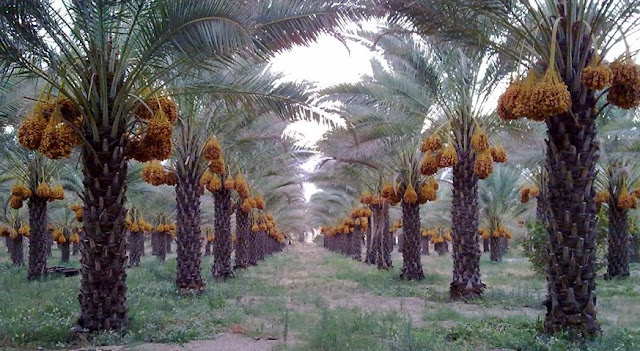 Ladang-Kurma-Date- Estate-Plantation-Orchard