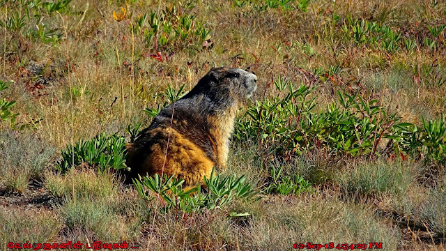 Olympic Marmot Hurricane Ridge 