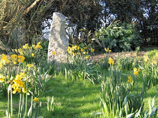 spring daffodils - ednovean farm gardens