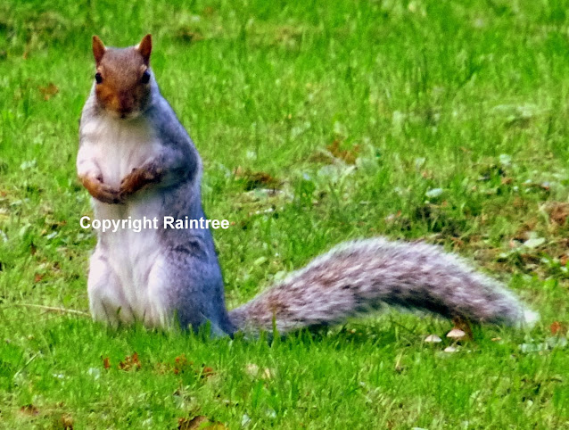 Grey Squirrel