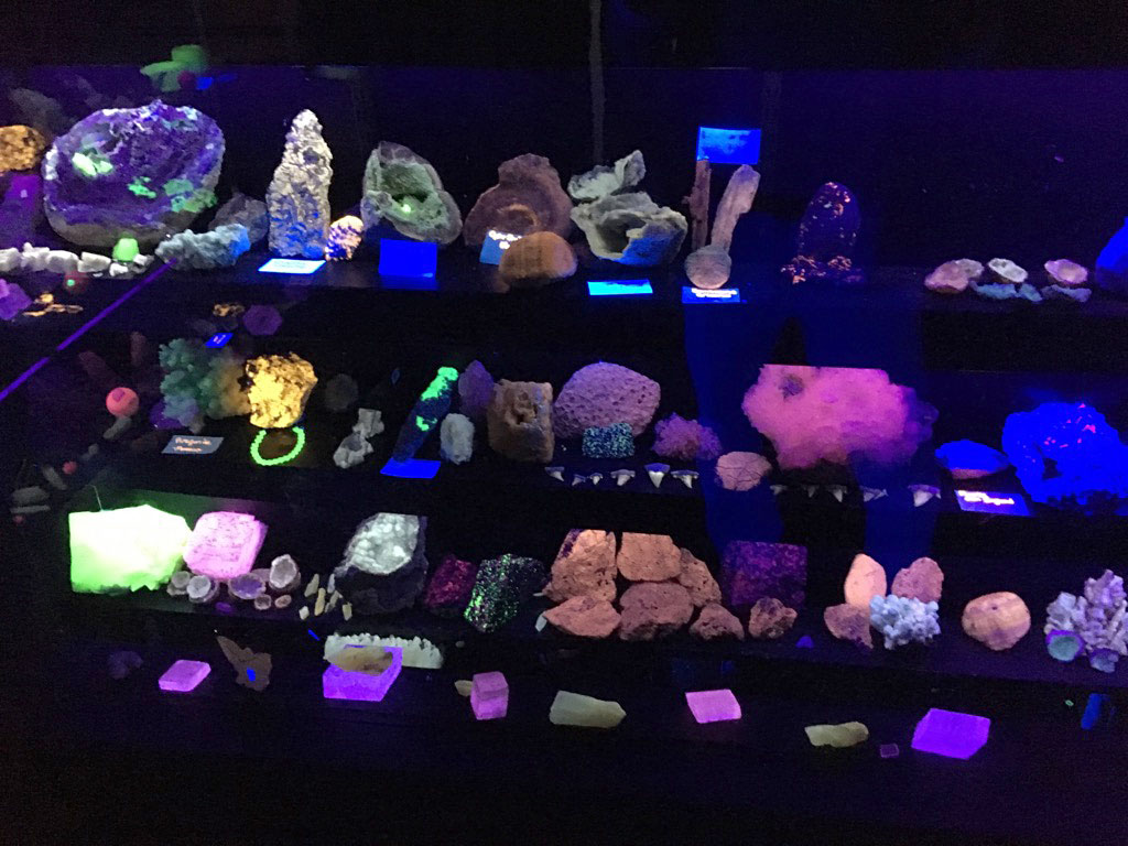 Louisville Fossils and Beyond Joshua Tree Earth and Space Museum