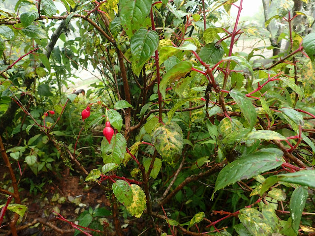 Fuchsia sp Fuchsia sp