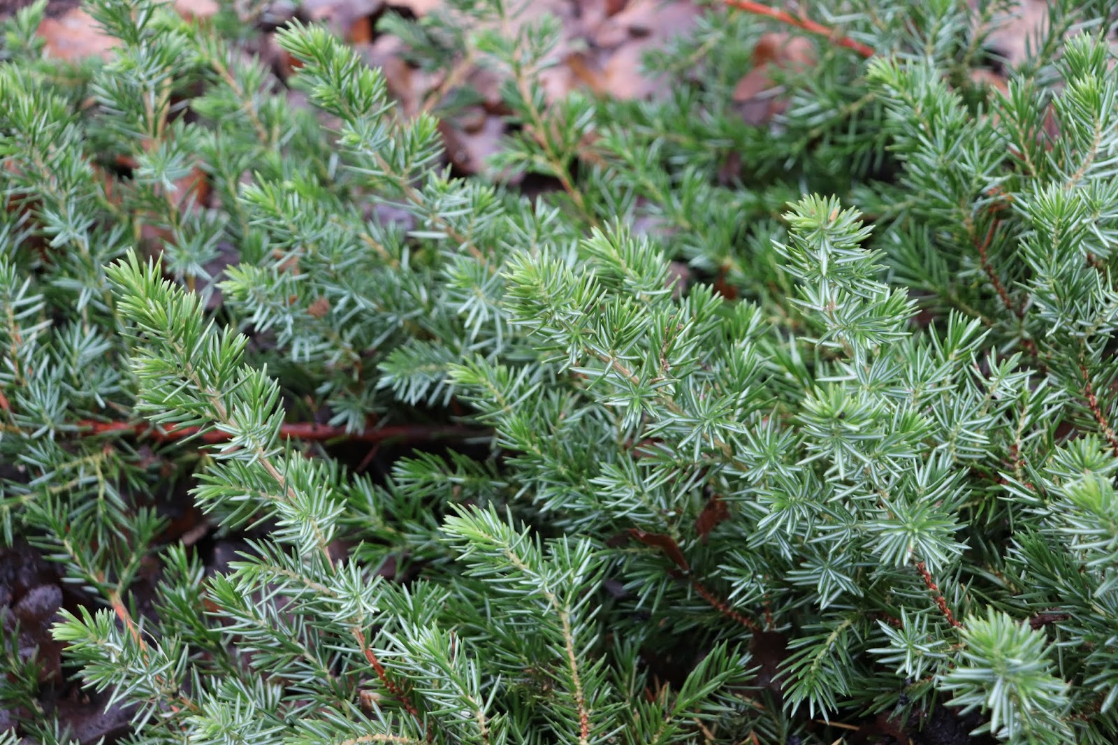 11 Best Juniper Images Plants Juniperus Communis Evergreen