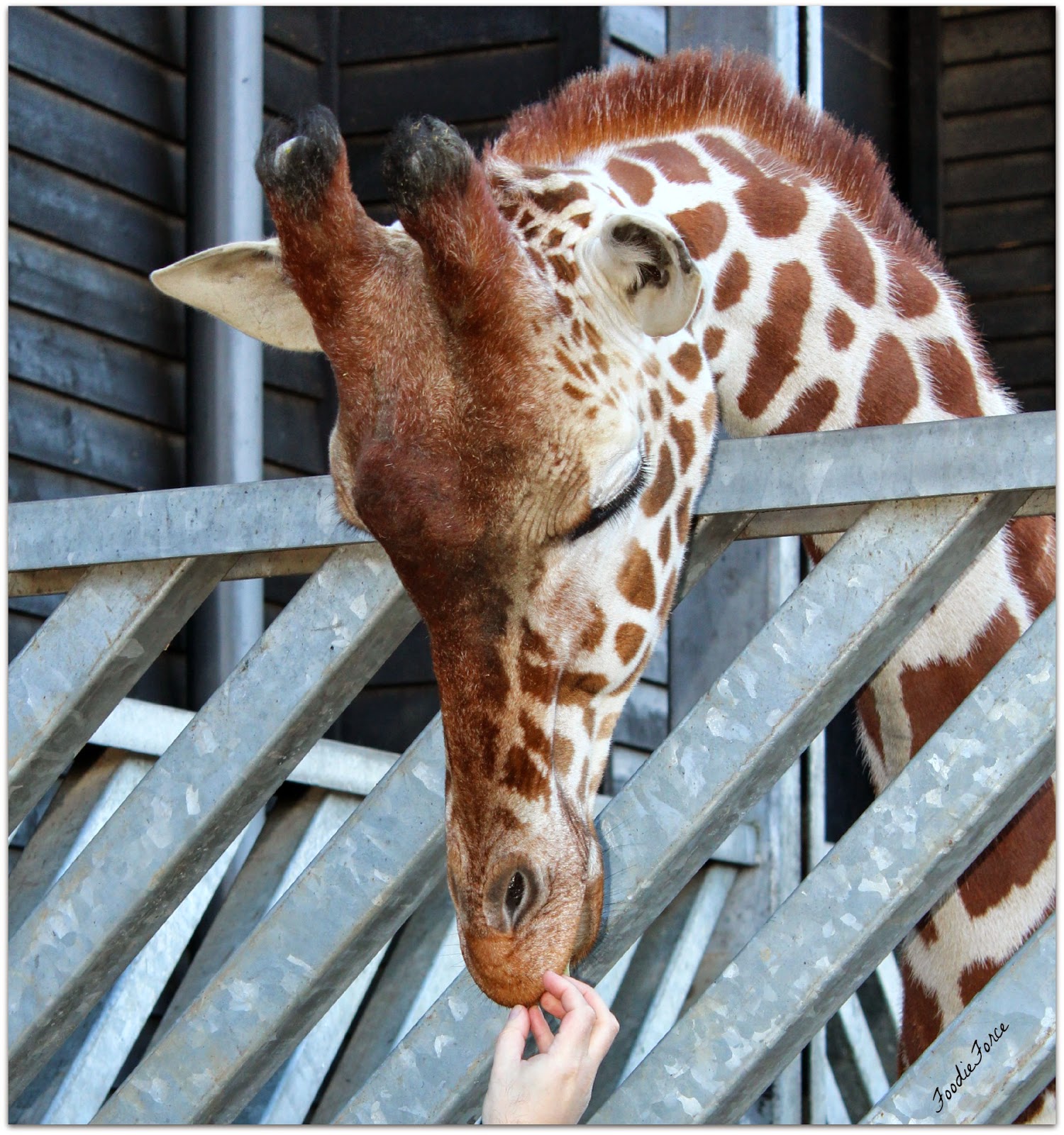 Foodie Force Colchester Zoo