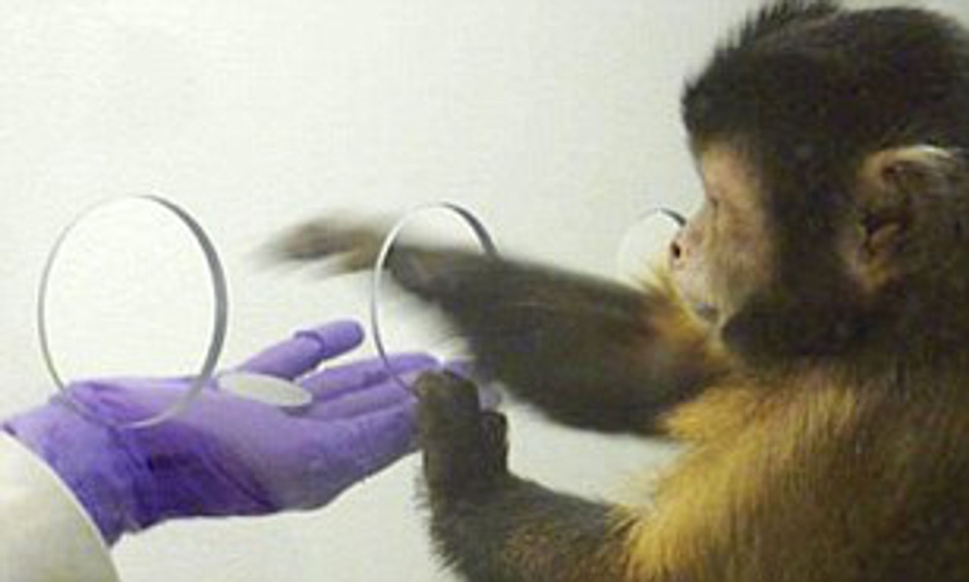 Обезьяна токи. Эксперимент обезьяны капуцины. Экспериментальная обезьяна.