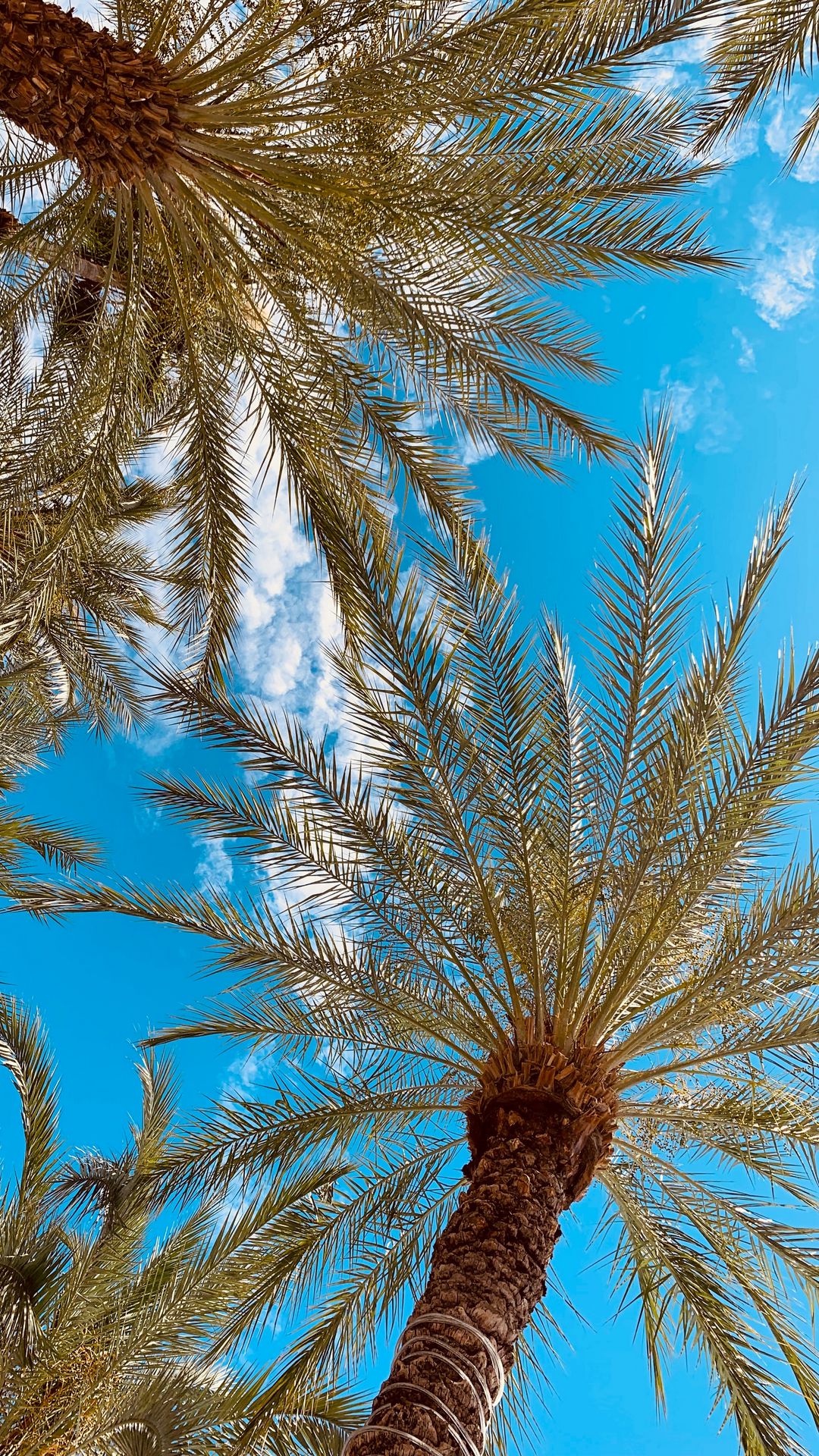 Palm Trees, Branches, Sky, Bottom View