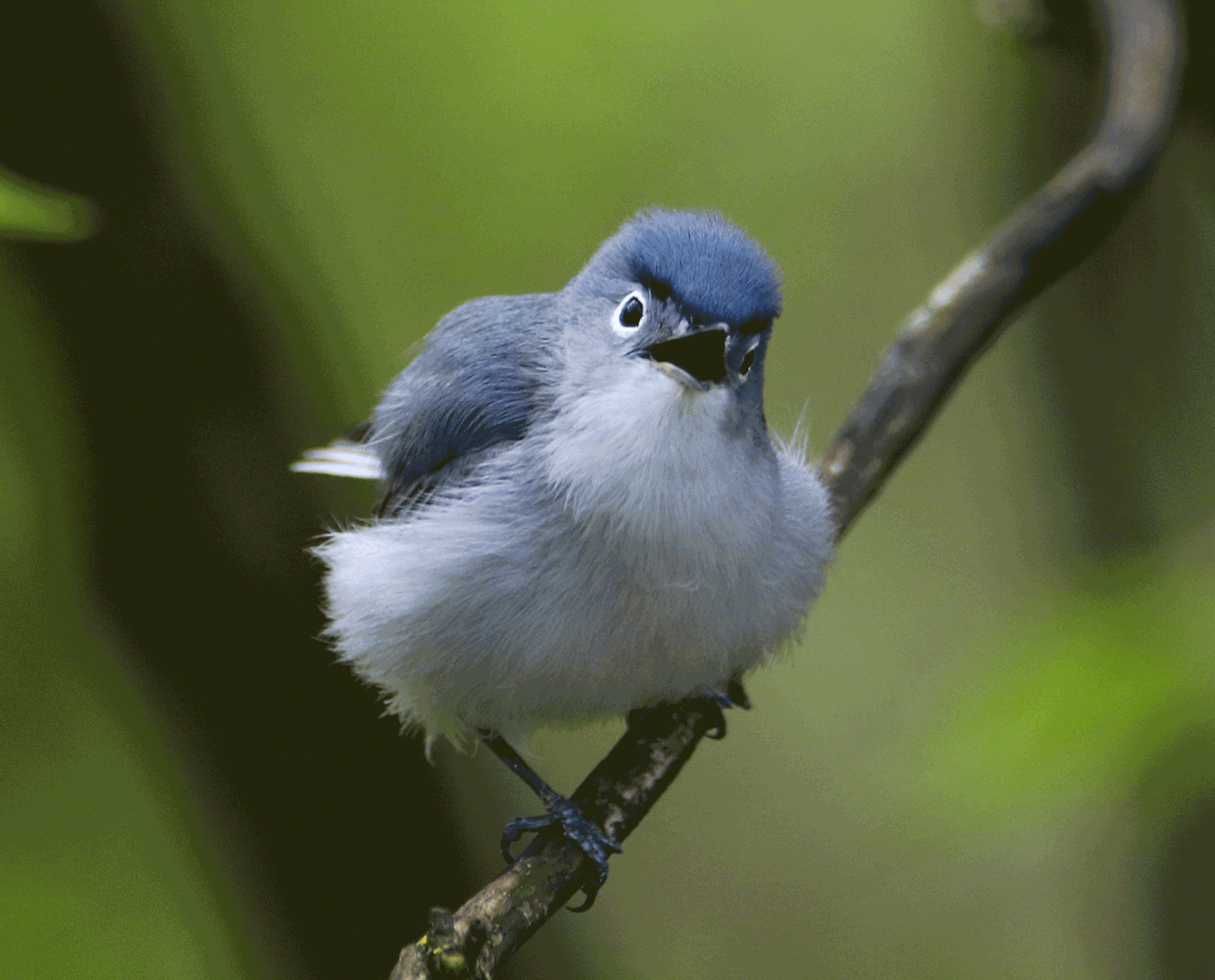 NatureShots by Terri & David Norris Early Birds...