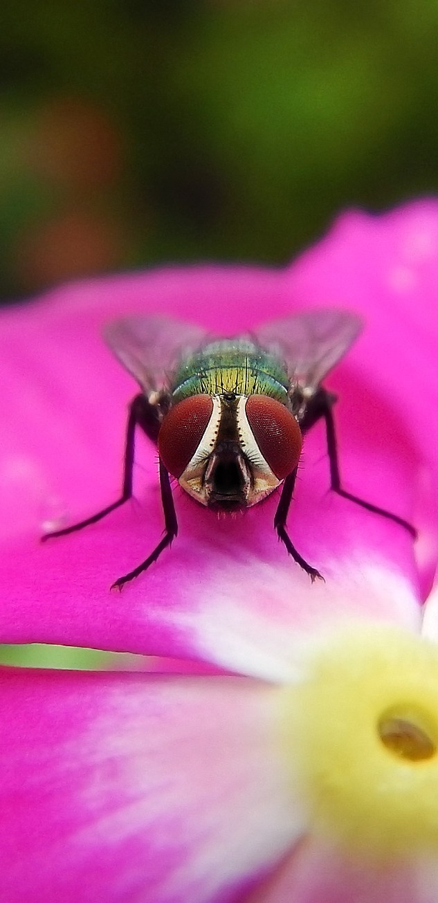 Picture of a fly on a flower.