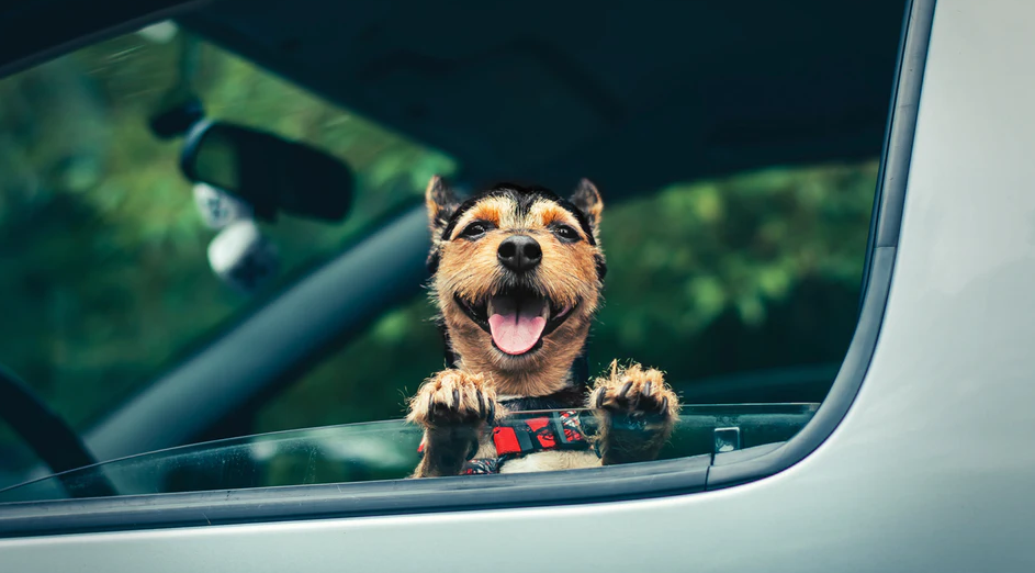How To Get Dogs To Like Car Rides If They're A Bit Anxious About Them